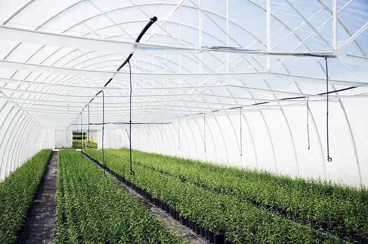 Školkařská farma Krzewiński