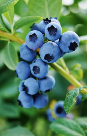 Velkoobchod se školkou Krzewiński berry bush - img 13