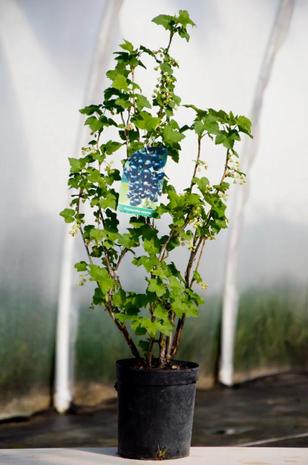 Sadbovače rybízů do zahrady a na plantáž